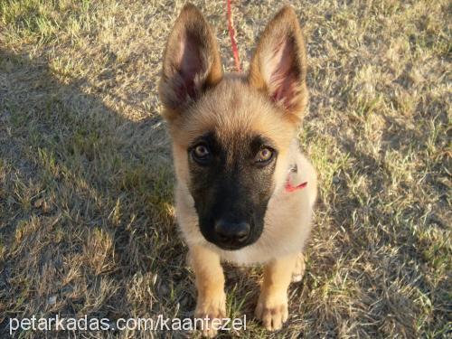 zeytin Dişi Belçika Malinois