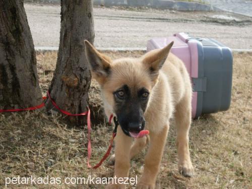 zeytin Dişi Belçika Malinois