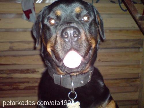 rodi Erkek Rottweiler