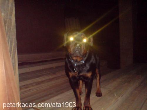 rodi Erkek Rottweiler