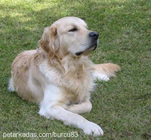 erik Erkek Golden Retriever