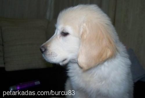 erik Erkek Golden Retriever