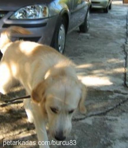 erik Erkek Golden Retriever