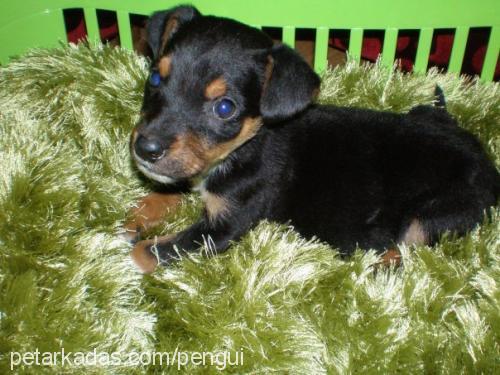 nova Dişi Rottweiler