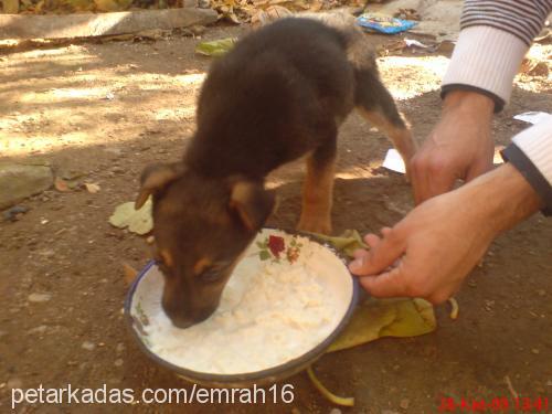 kurt Dişi Alman Çoban Köpeği