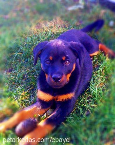 maya Dişi Rottweiler