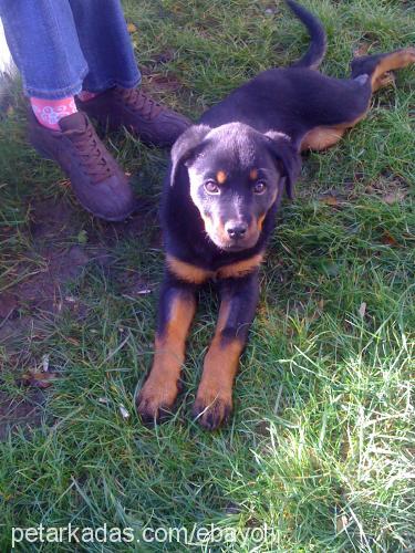 maya Dişi Rottweiler