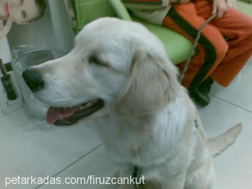 badem Erkek Golden Retriever