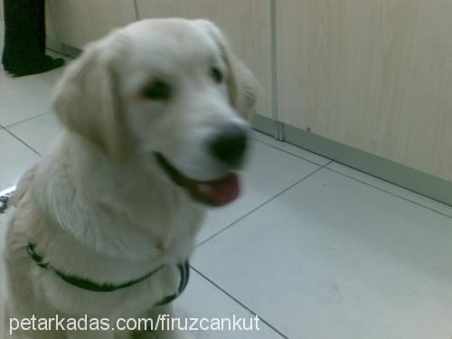 badem Erkek Golden Retriever