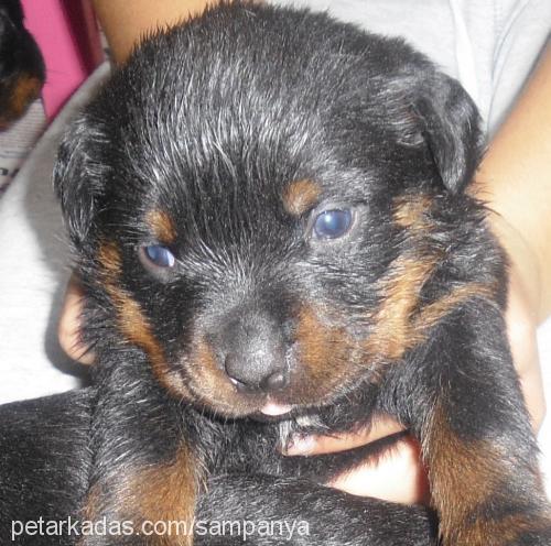 mia Dişi Rottweiler