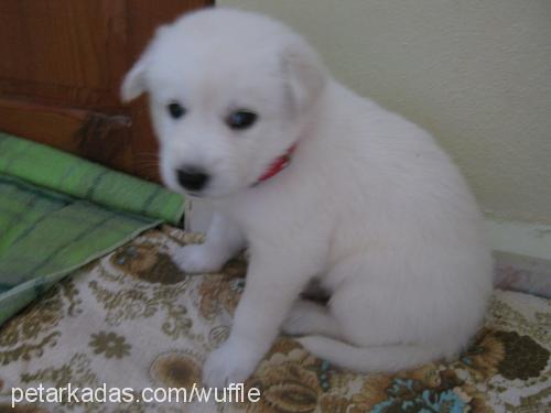 waffle Erkek Samoyed