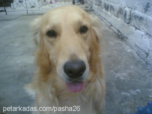 pasha Erkek Golden Retriever