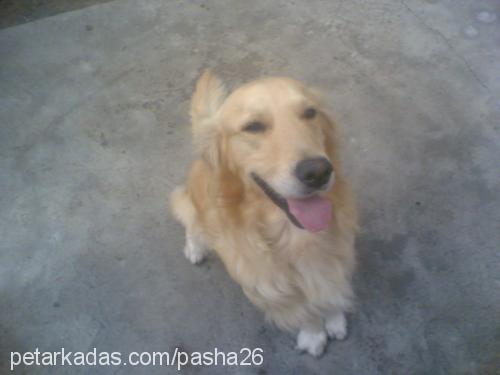 pasha Erkek Golden Retriever