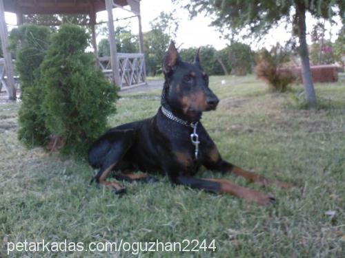 gölge Erkek Doberman Pinscher