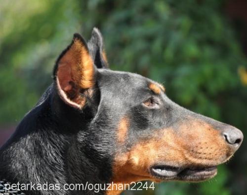 gölge Erkek Doberman Pinscher