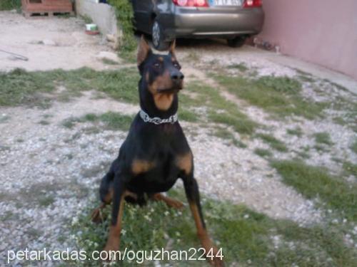 gölge Erkek Doberman Pinscher