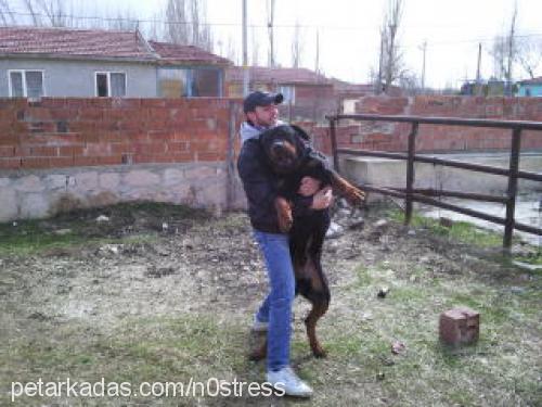 chaki Erkek Rottweiler