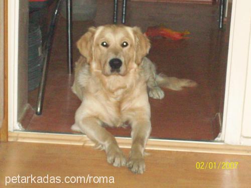 roma Erkek Golden Retriever