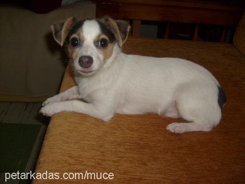 jack Erkek Jack Russell Terrier