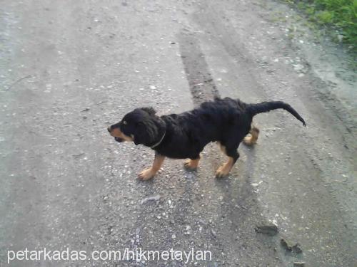 maça Dişi Rottweiler