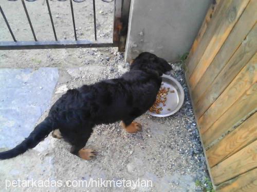 maça Dişi Rottweiler