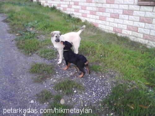 maça Dişi Rottweiler