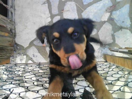 maça Dişi Rottweiler