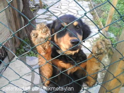 maça Dişi Rottweiler