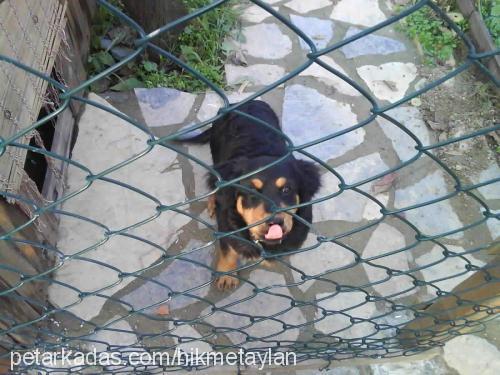 maça Dişi Rottweiler