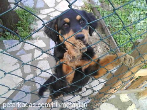 maça Dişi Rottweiler