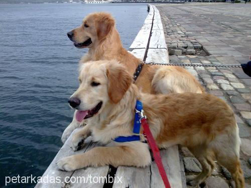 tombik Erkek Golden Retriever