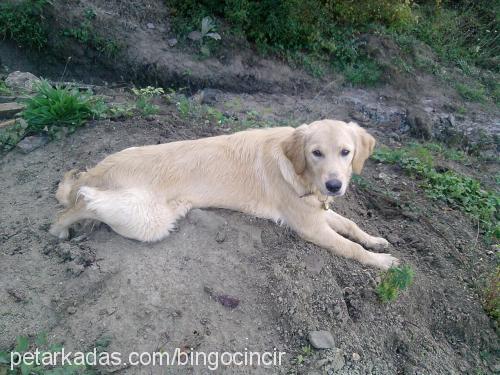 helen Dişi Golden Retriever