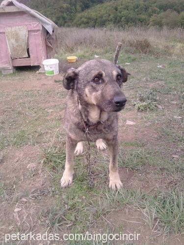 gargi Erkek Sokö (Sokak Köpeği)