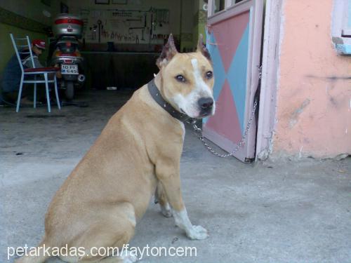 gumus Dişi Amerikan Pitbull Terrier