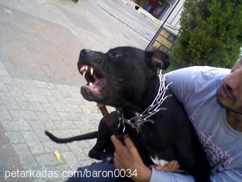 baron Erkek Amerikan Staffordshire Terrier