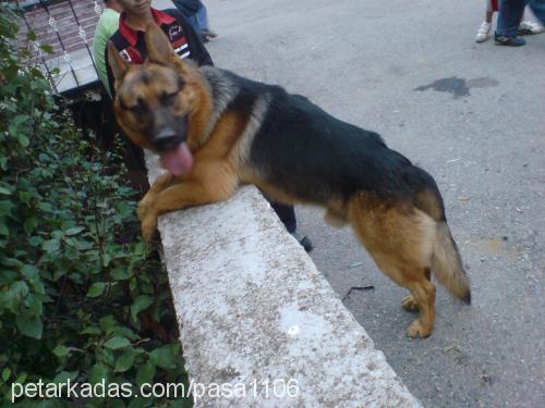 paşa Erkek Alman Çoban Köpeği