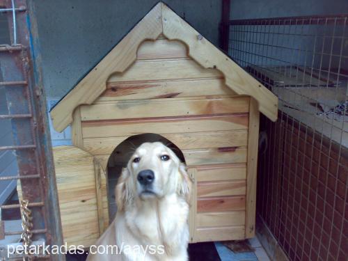 hellen Dişi Golden Retriever