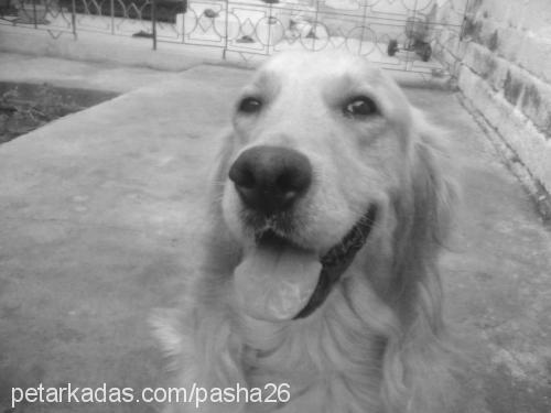 pasha Erkek Golden Retriever