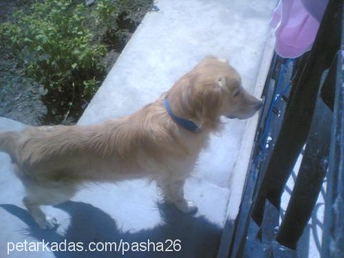 pasha Erkek Golden Retriever