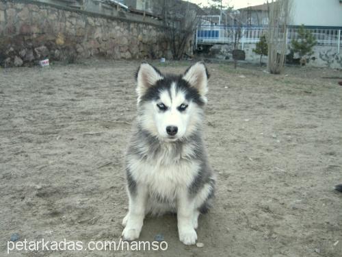 tİla Dişi Sibirya Kurdu (Husky)