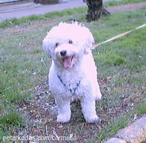 simba Erkek Poodle (Standart Kaniş)