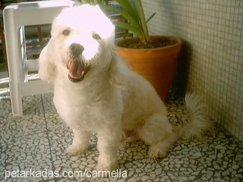 simba Erkek Poodle (Standart Kaniş)