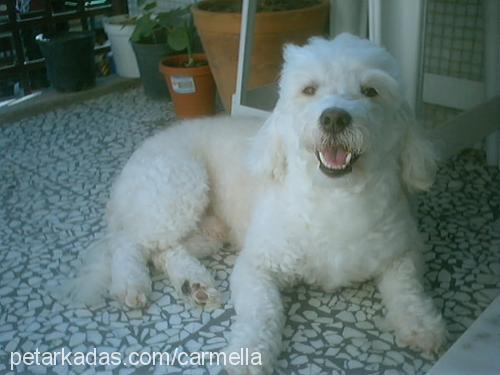 simba Erkek Poodle (Standart Kaniş)