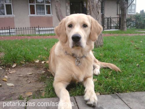 asya Dişi Golden Retriever