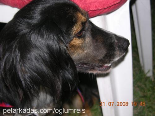 cookie Dişi Amerikan Cocker Spaniel