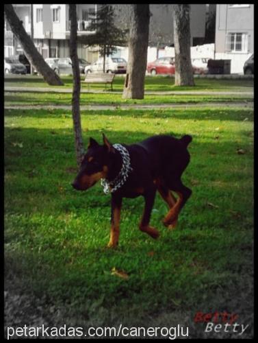 betty Dişi Doberman Pinscher