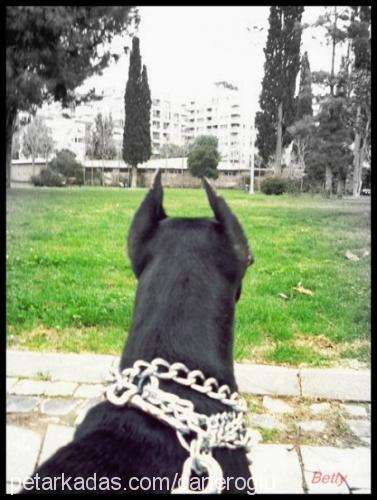 betty Dişi Doberman Pinscher