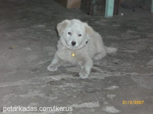 rüzgar Dişi Golden Retriever