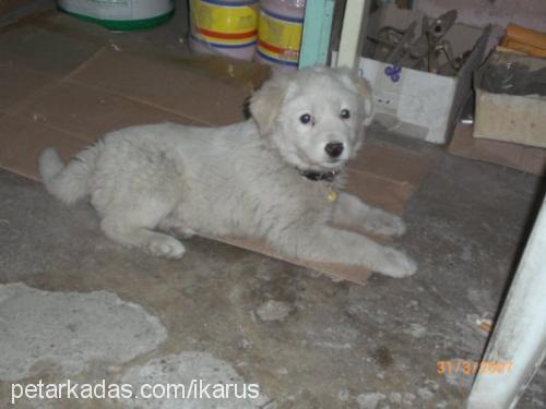 rüzgar Dişi Golden Retriever