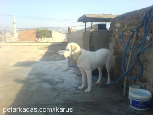 rüzgar Dişi Golden Retriever